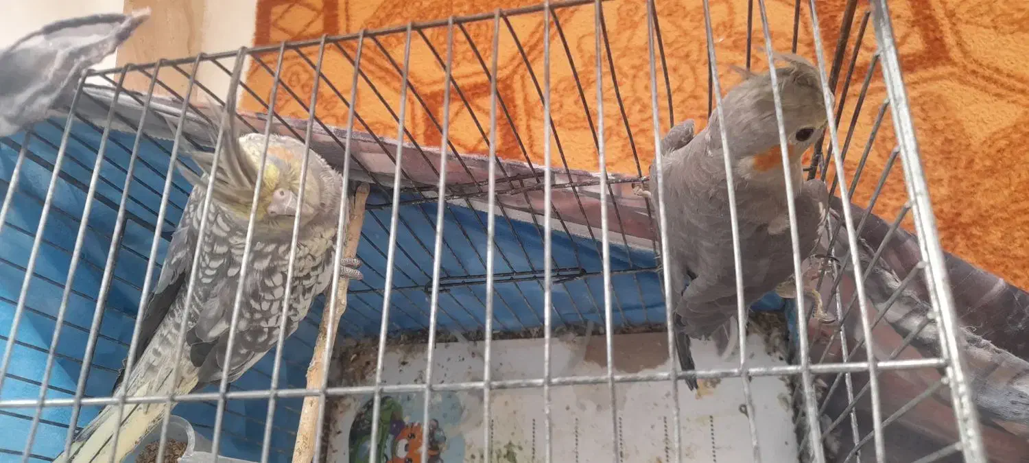 عروس هلندی جفت خوش رنگ|پرنده|الوند, |دیوار