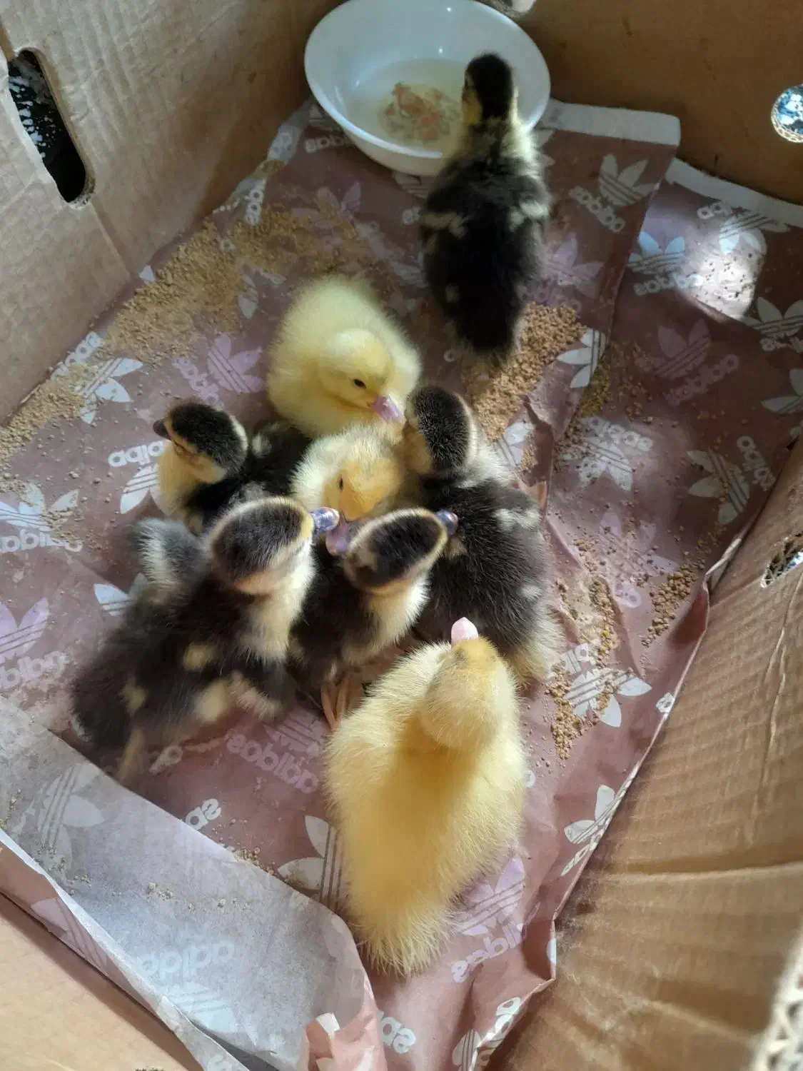 جوجه اردک خارجی توار درشت|حیوانات مزرعه|قائم‌شهر, |دیوار