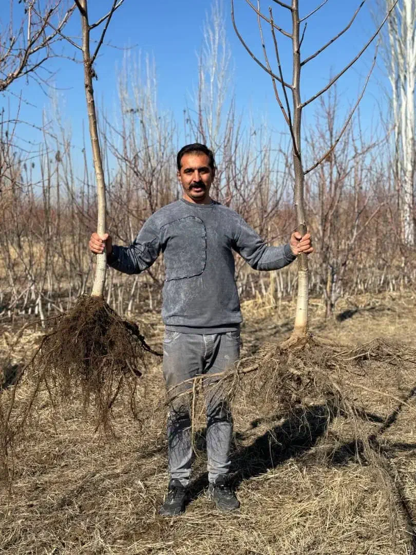 نهال گردو مناسب ارتفاعات و قوی|خدمات باغبانی و درختکاری|ابهر, |دیوار