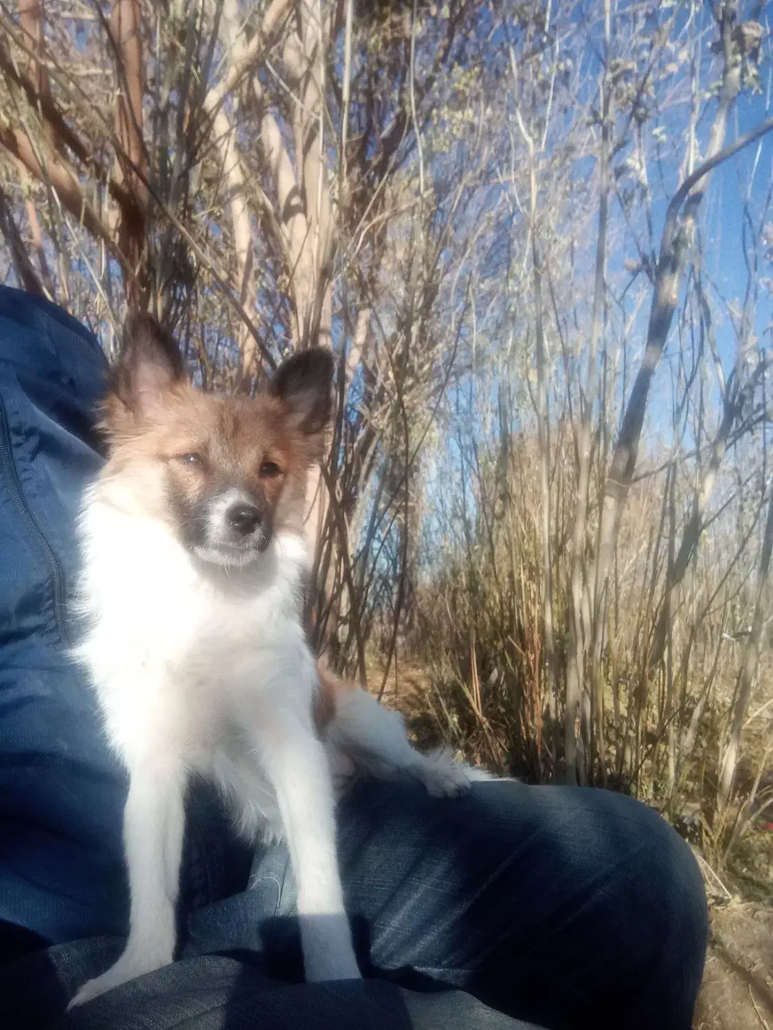 گمشده این سگ|حیوانات|همدان, |دیوار