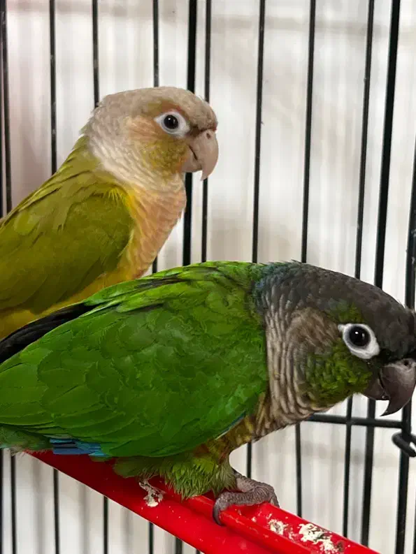 طوطی گرینچیک جفت|پرنده|چالوس, |دیوار