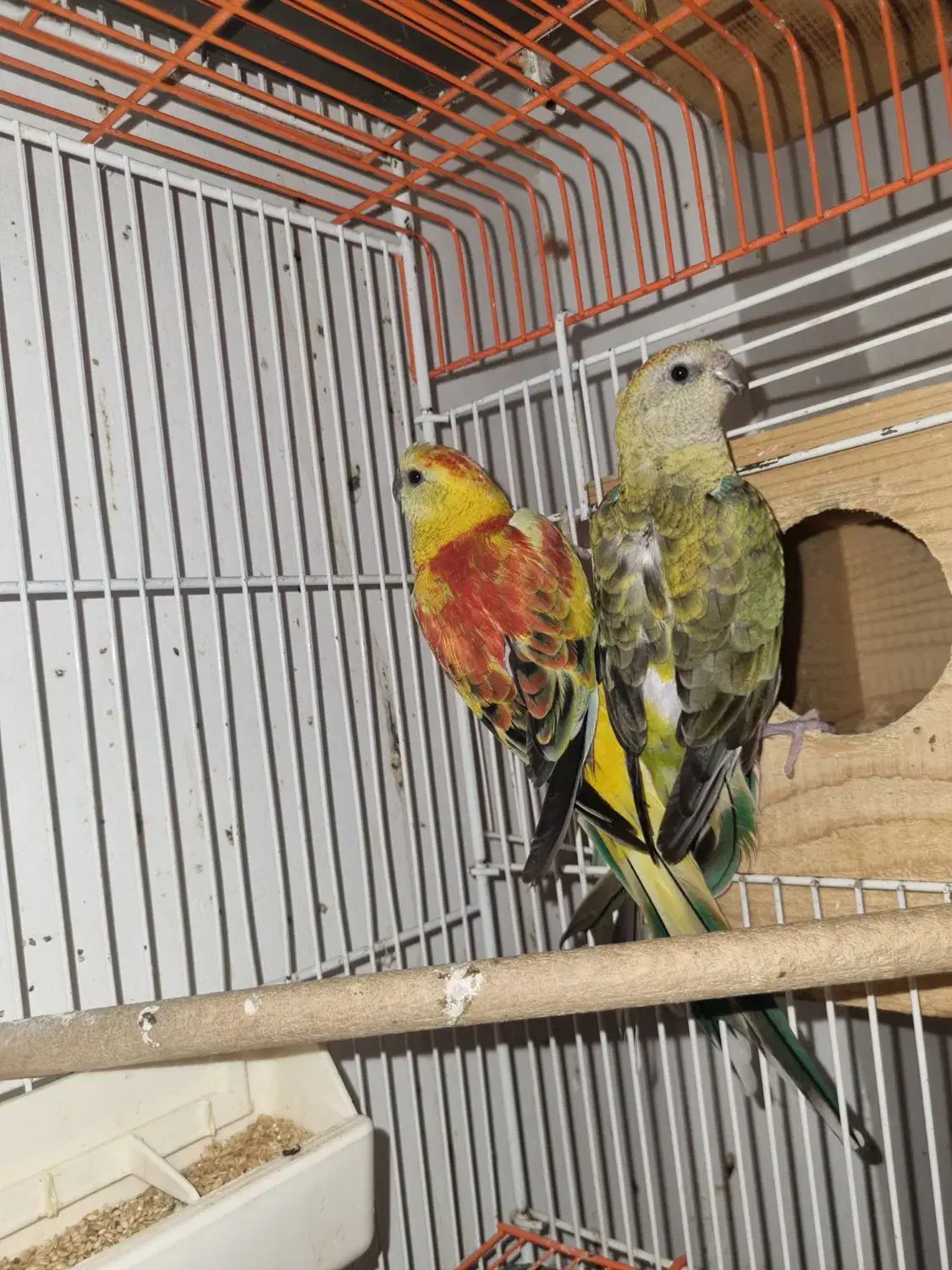 طوطی آوازه خوان مولد به شرط|پرنده|آمل, |دیوار