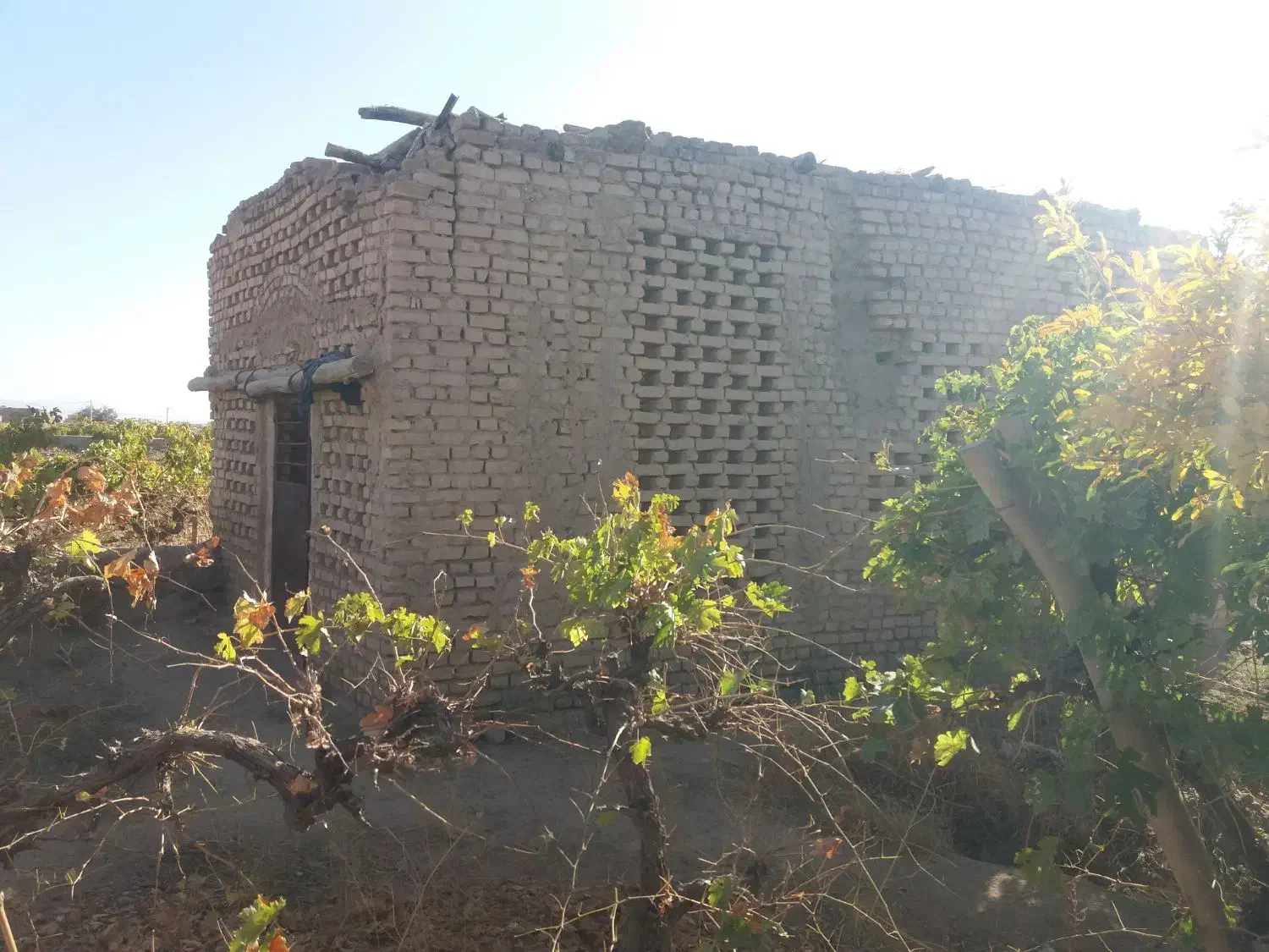 باغ انگوری ملکی ۱۰۰۰ متری روستای مغان|فروش زمین و ملک کلنگی|کاشمر, |دیوار