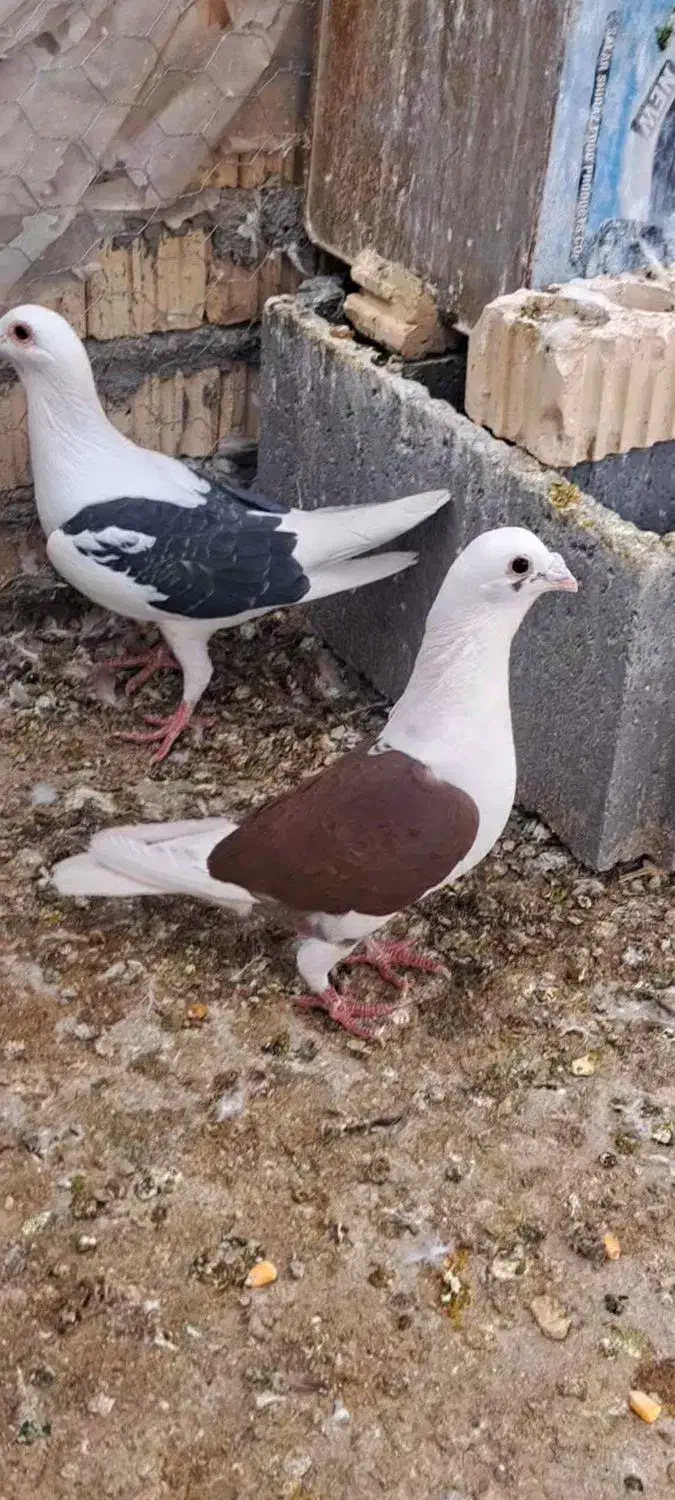 کبوتر دوکت|پرنده|داراب, |دیوار