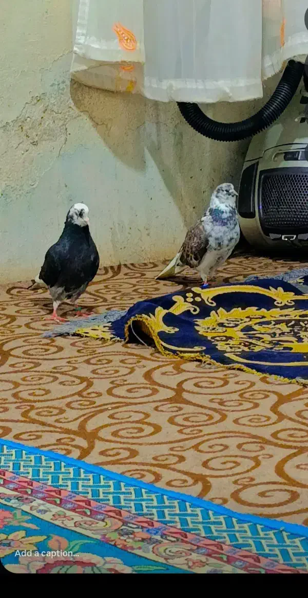 کفتر پرشی|پرنده|گرگان, |دیوار