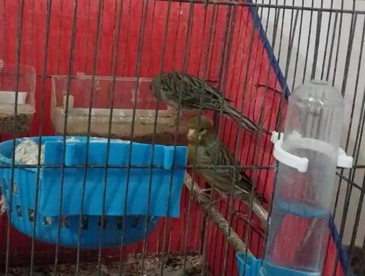 پرنده|پرنده|ایلام, |دیوار