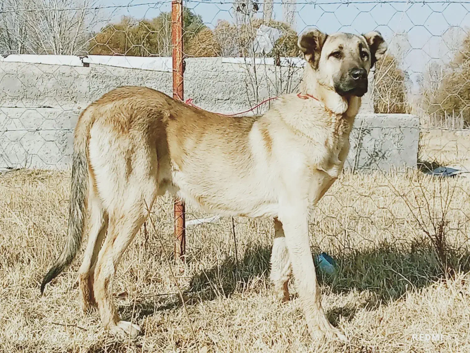 توله سرابی خالس|سگ|شاهرود (اردبیل), |دیوار