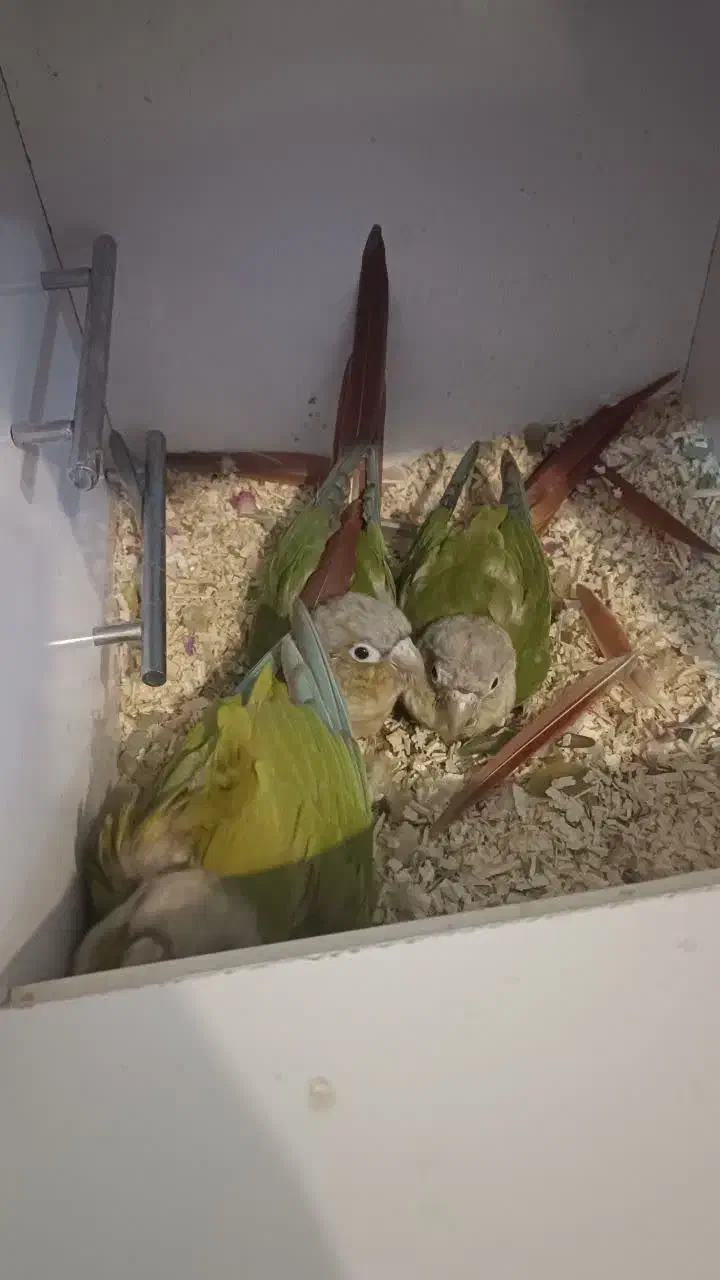 چند جفت گرینچیک مولد|پرنده|میبد, |دیوار