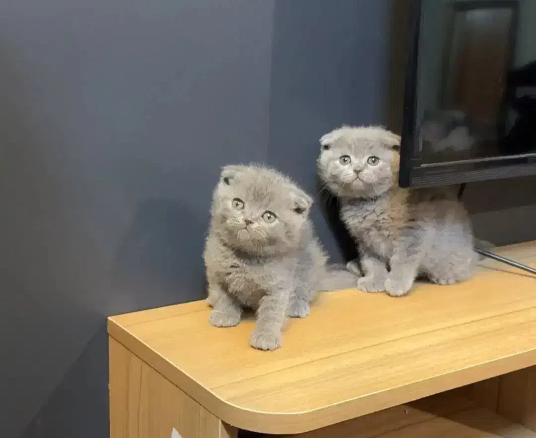 اسکاتیش بریتیش|گربه|بیرجند, |دیوار