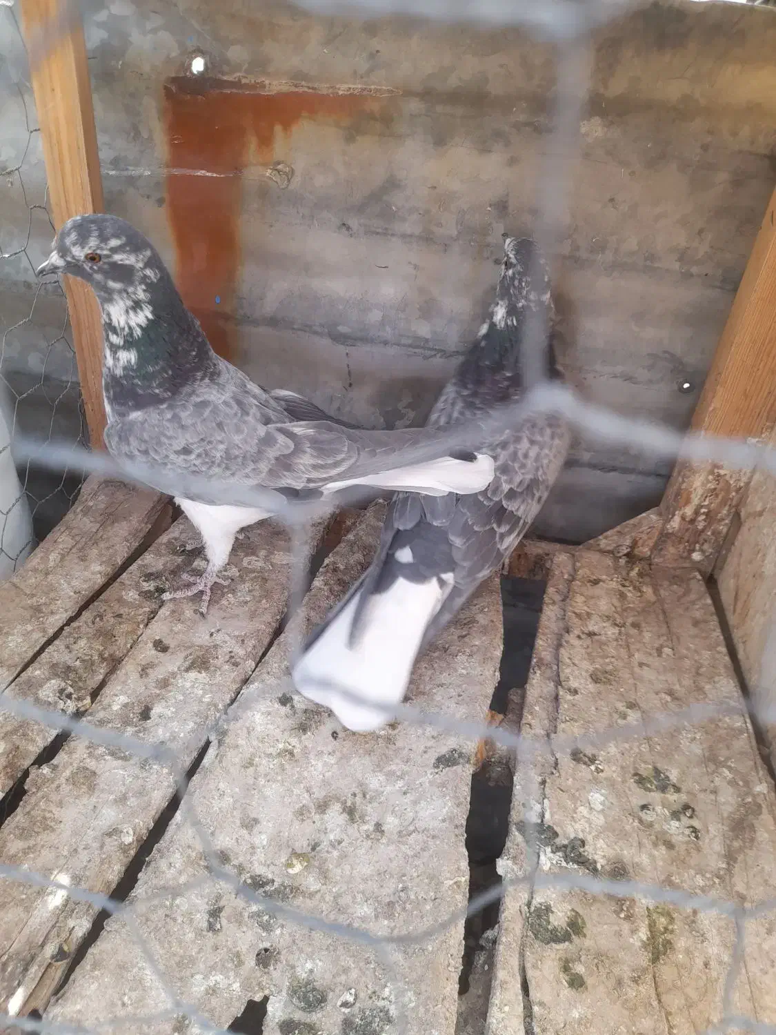 کلاغی۱|پرنده|قاهان, |دیوار