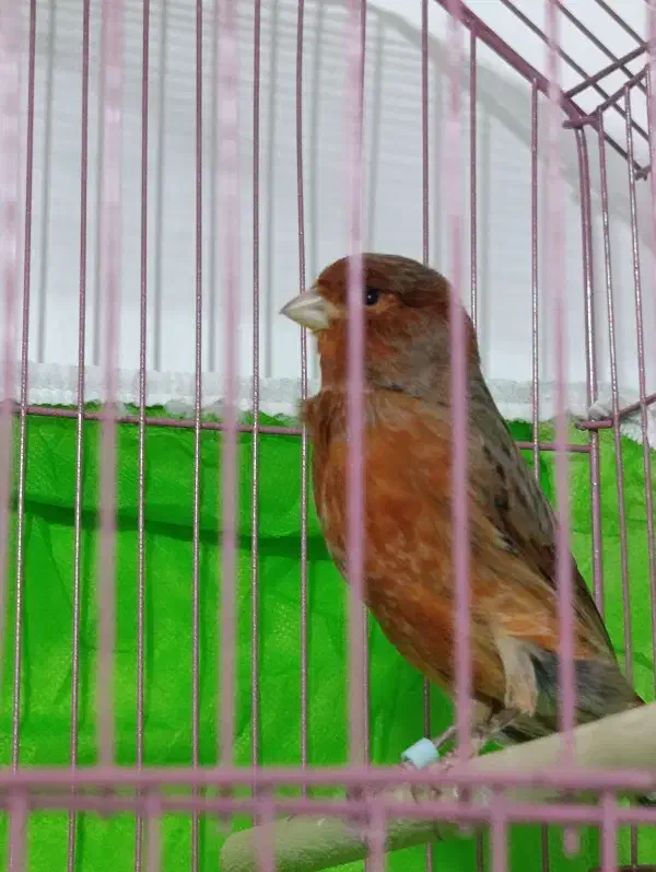 قناری نر سوخته|پرنده|بم, |دیوار