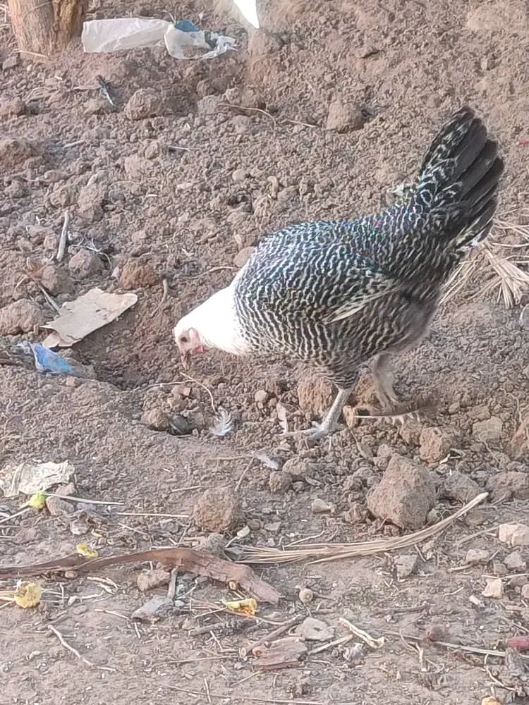 تخم مرغ نطفه دار و جوجه یک روزه|حیوانات مزرعه|یزد, |دیوار