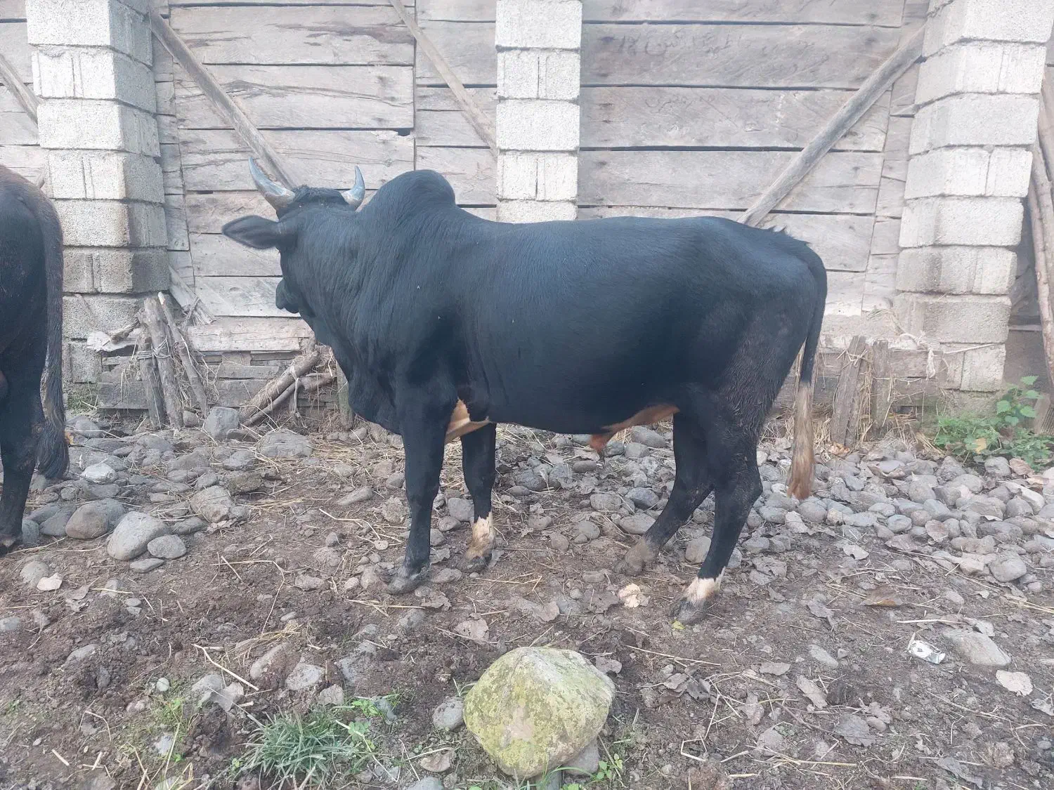 دو عدد گاو نر|حیوانات مزرعه|اطاقور, |دیوار