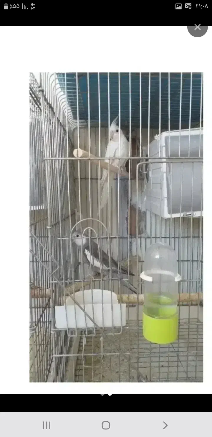 دو جفت عروس هلندی جفت خورده|پرنده|اهر, |دیوار