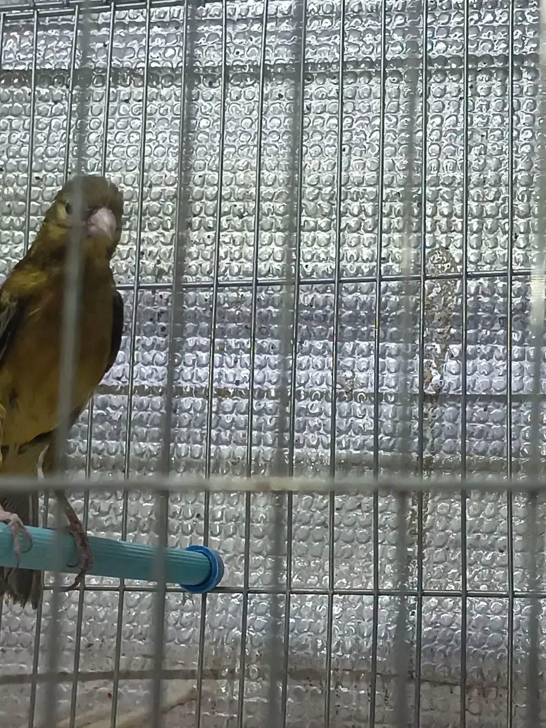 پرنده|پرنده|صدرا-فارس, فاز ۱|دیوار