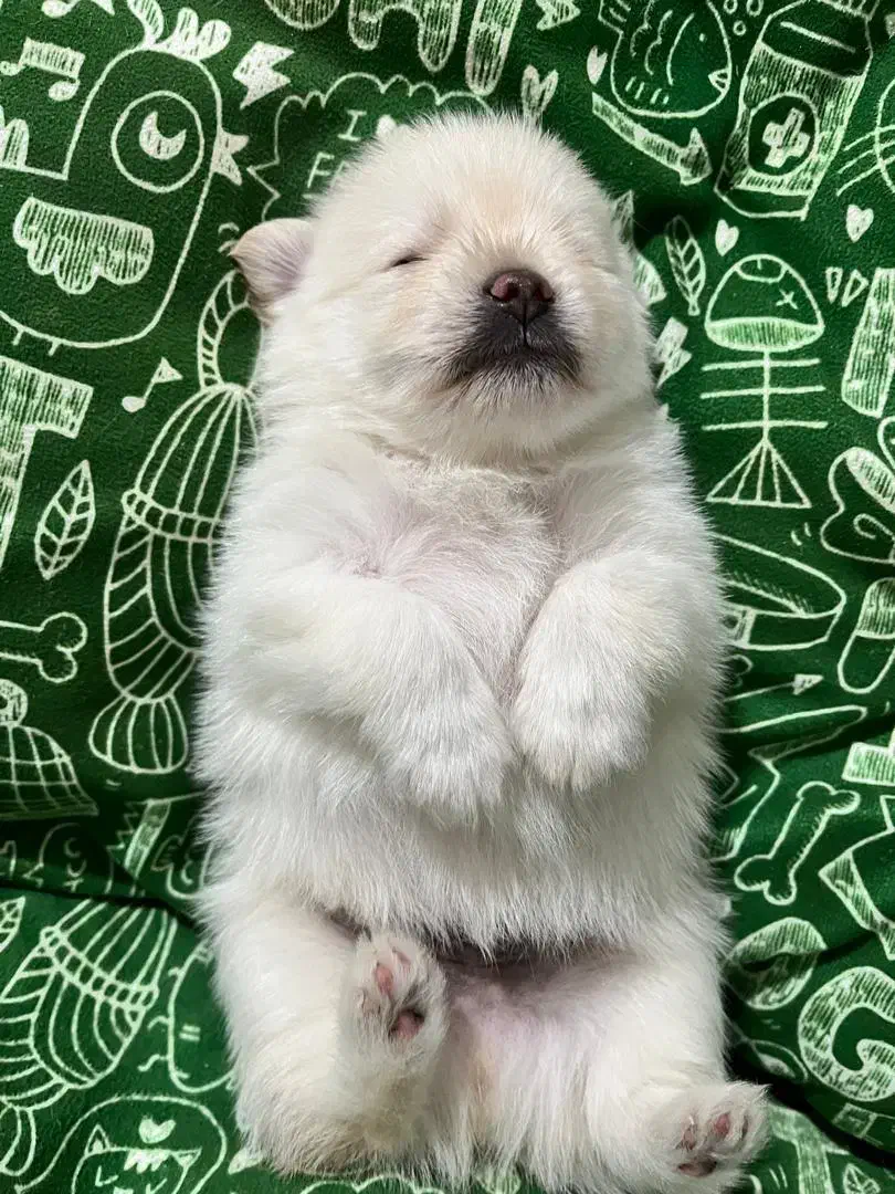 پامر اشپیتز|سگ|یاسوج, |دیوار