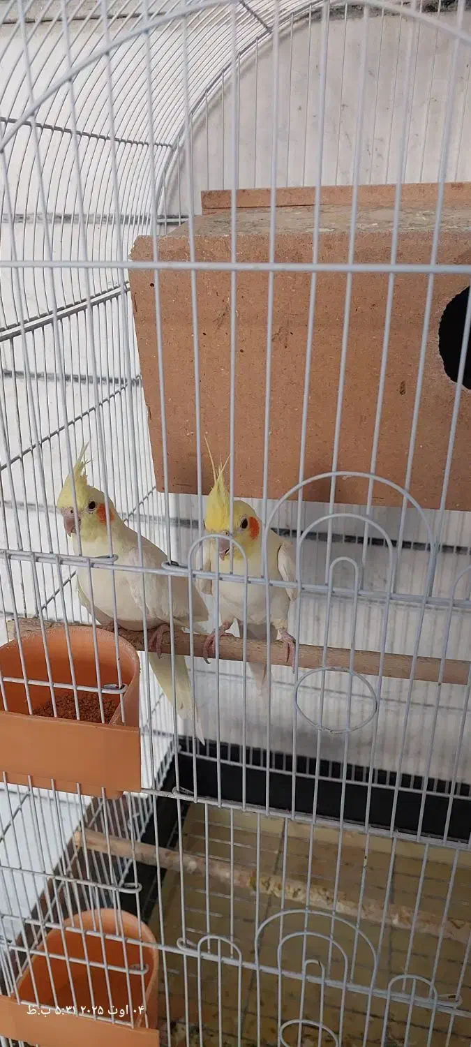 عروس هلندی|پرنده|خمینیشهر, |دیوار