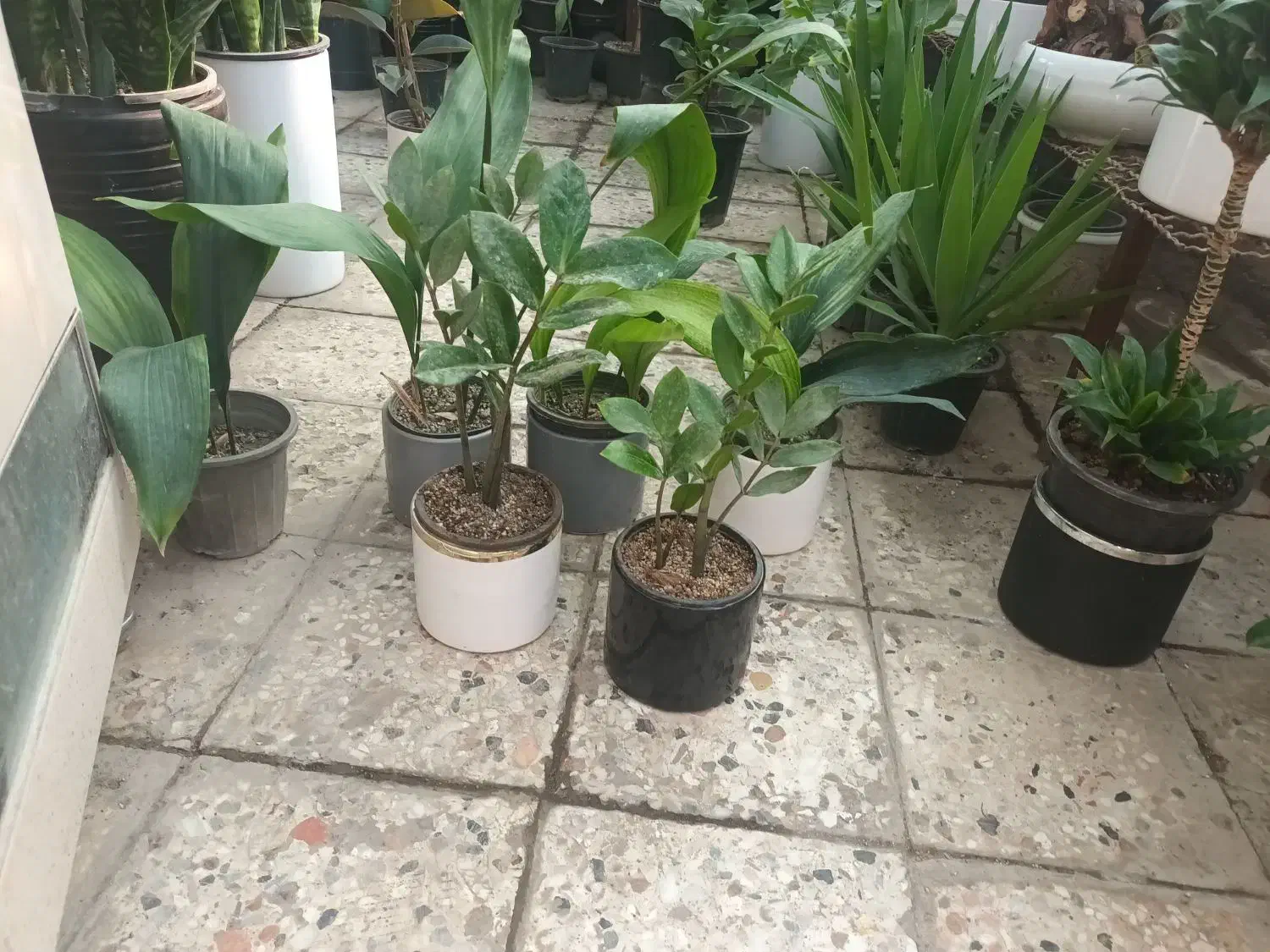 گل مخصوص هدیه روز مادر|گل و گیاه طبیعی|مشهد, توس (بلوار توس)|دیوار