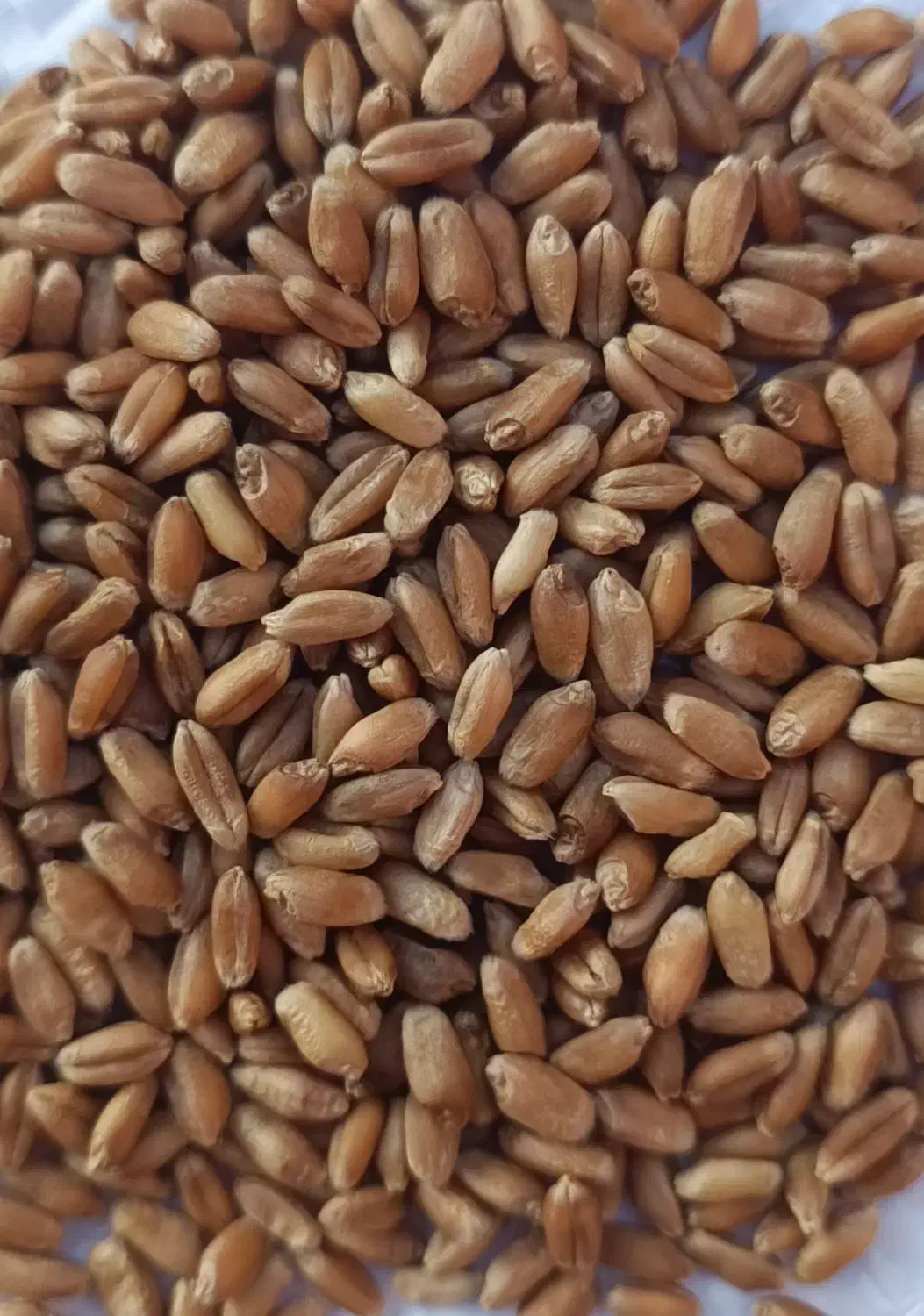 گندم بذری آراز|خدمات باغبانی و درختکاری|آق قلا, |دیوار