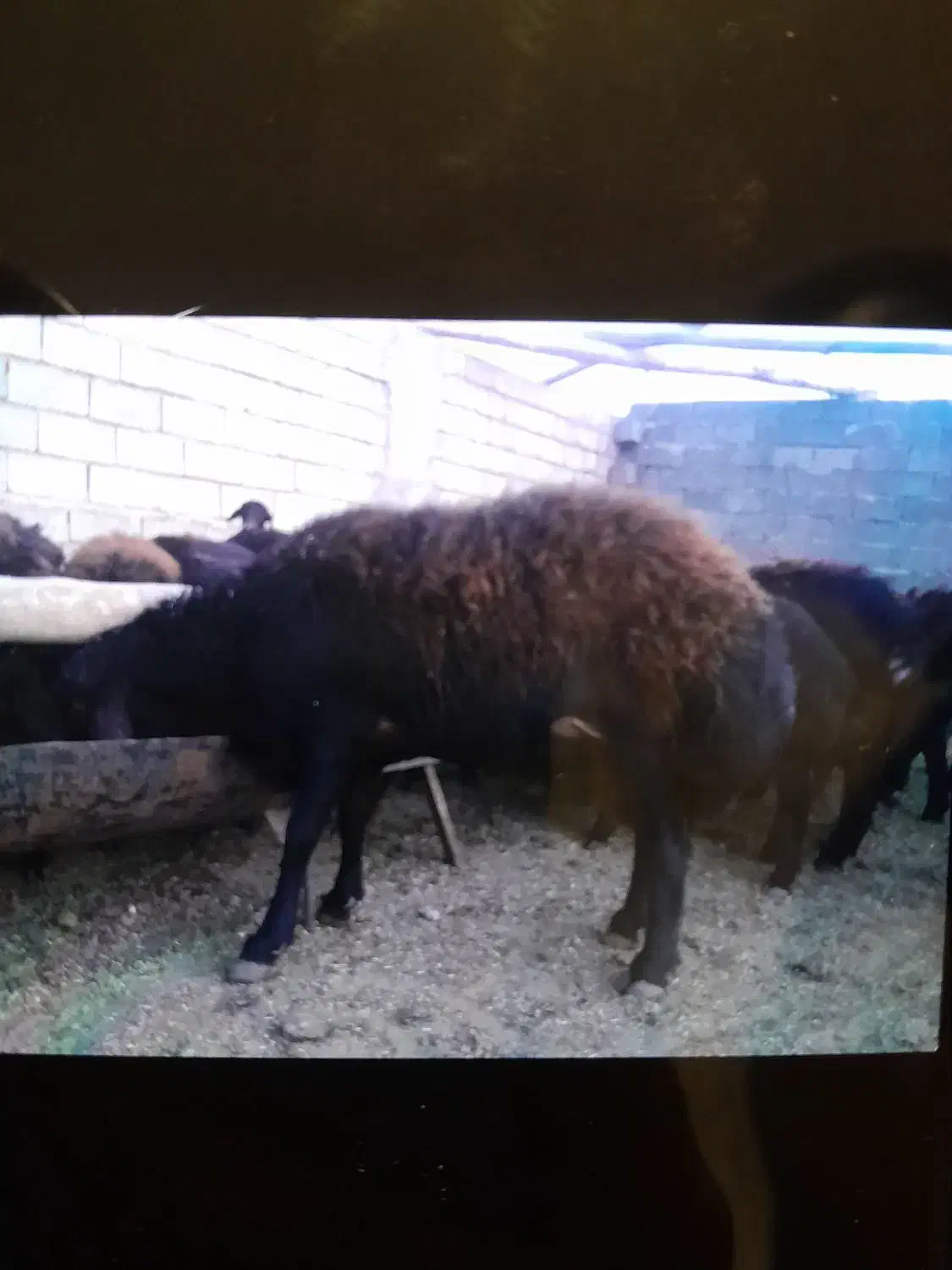 گوسفند|حیوانات مزرعه|بسطام, |دیوار