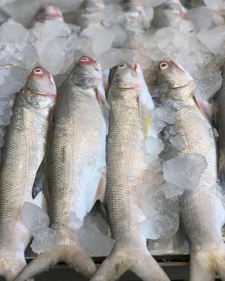 ماهی قزل آزاد دریایی|ماهی|تفت, |دیوار