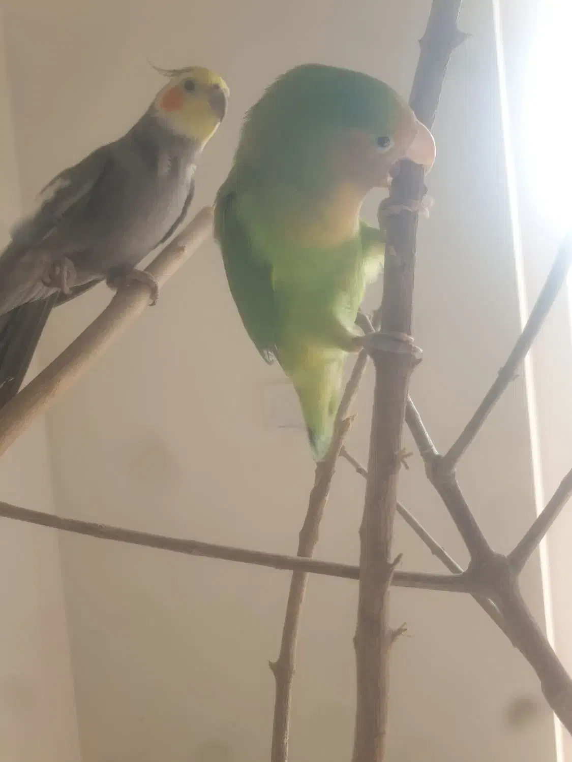 کوتوله برزیلی|پرنده|بابلسر, |دیوار