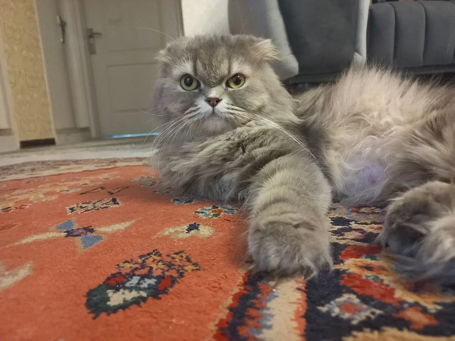 واگذاری گربه اسکاتیش لانگ هیر  ماده|گربه|پردیس, فاز ۳|دیوار