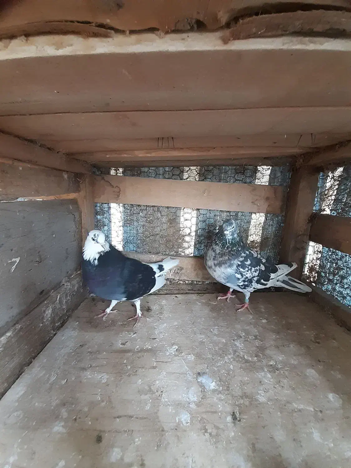 ۷ جفت کبوتر|پرنده|رشت, توشیبا|دیوار