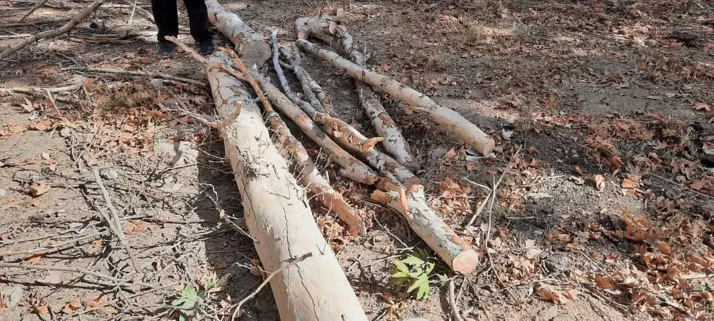 خریدار چوب بری نظامی خرید در محل با تجهیزات کامل..|خدمات باغبانی و درختکاری|مشکین‌دشت, |دیوار