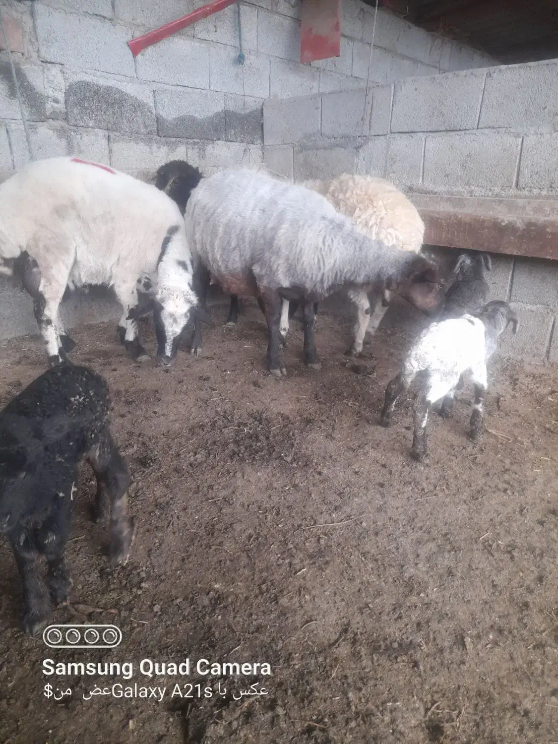 زیر قیمت بازار|حیوانات مزرعه|اسالم, |دیوار