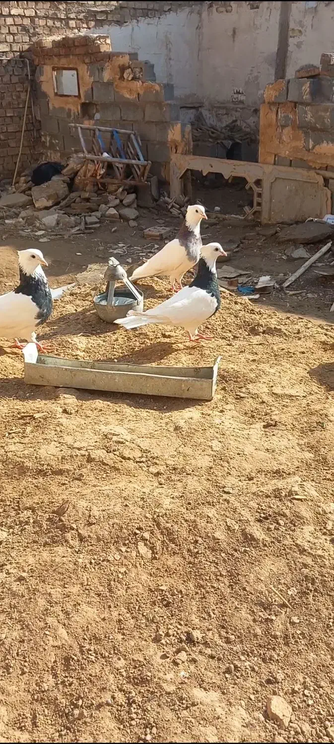 سه عدد کفتر طوقی|حیوانات مزرعه|تربت جام, یحیی آباد|دیوار