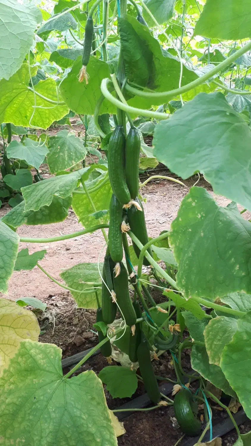 فروش گلخانه|فروش دفتر صنعتی، کشاورزی، تجاری|اشکذر, |دیوار