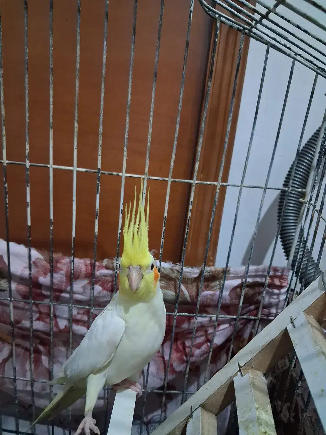 عروس هلندی جفت|پرنده|فردوسیه, |دیوار