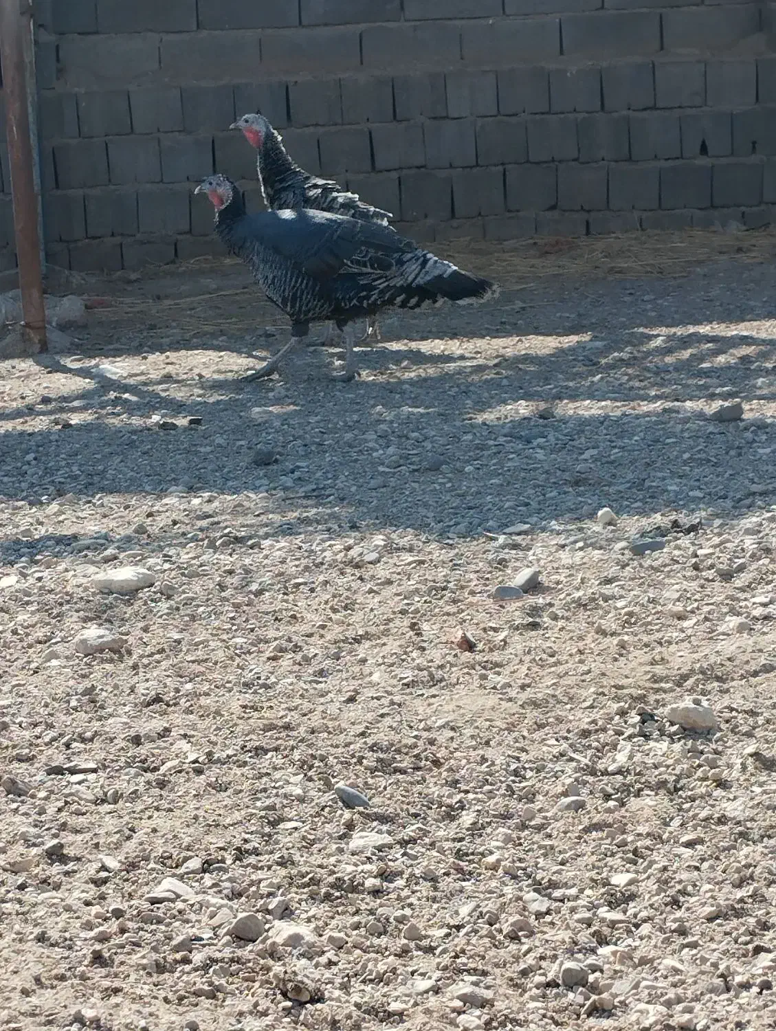 دوعددبوقلمون ماده|حیوانات مزرعه|ساوه, |دیوار