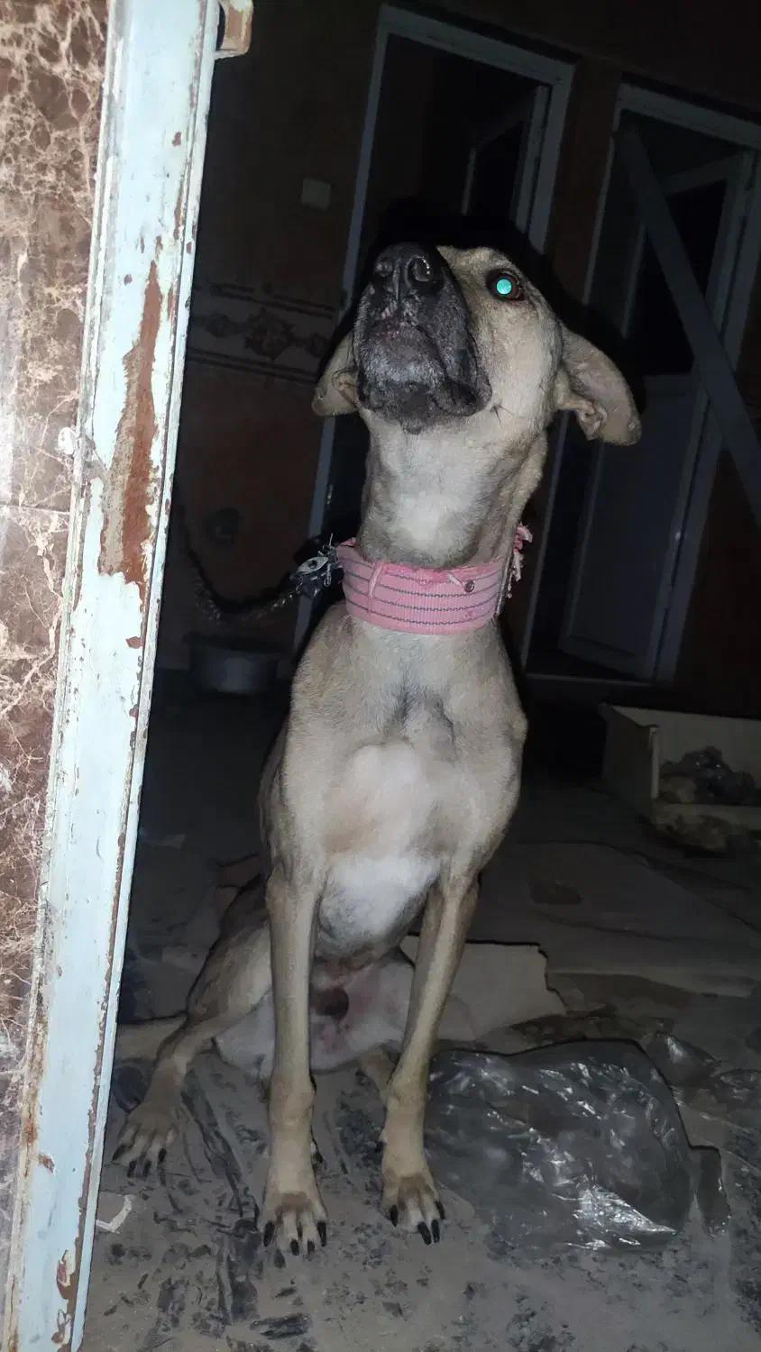 سگ نگهبان نر|سگ|ایرانشهر, |دیوار