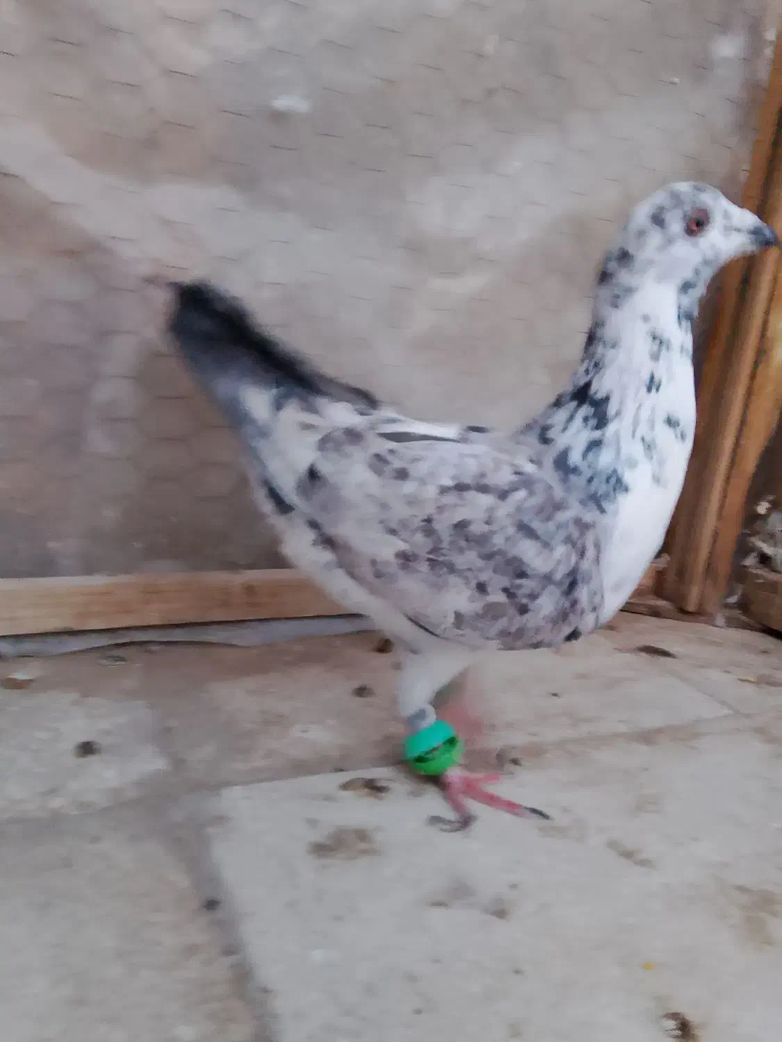 کبوتر|پرنده|سبزوار, ابوریحان|دیوار