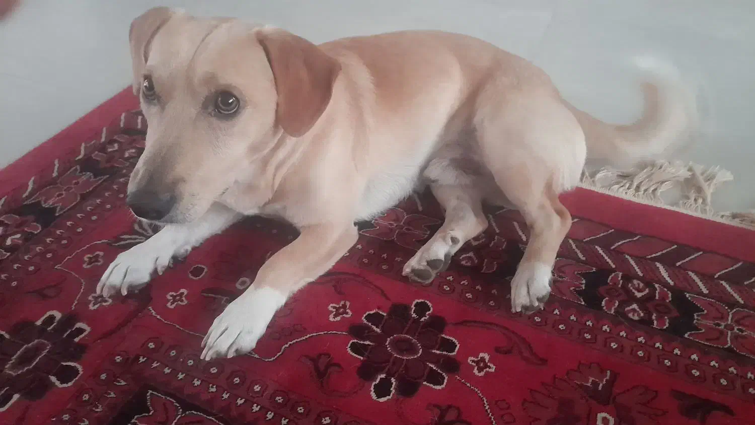 سگ میکس|سگ|گرگان, |دیوار