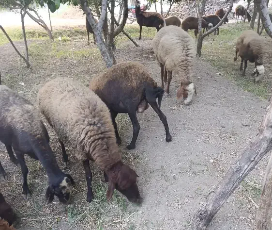 فروش فوری گوسفند میش فشندی افشاری|حیوانات مزرعه|هشتگرد, تهران دشت|دیوار