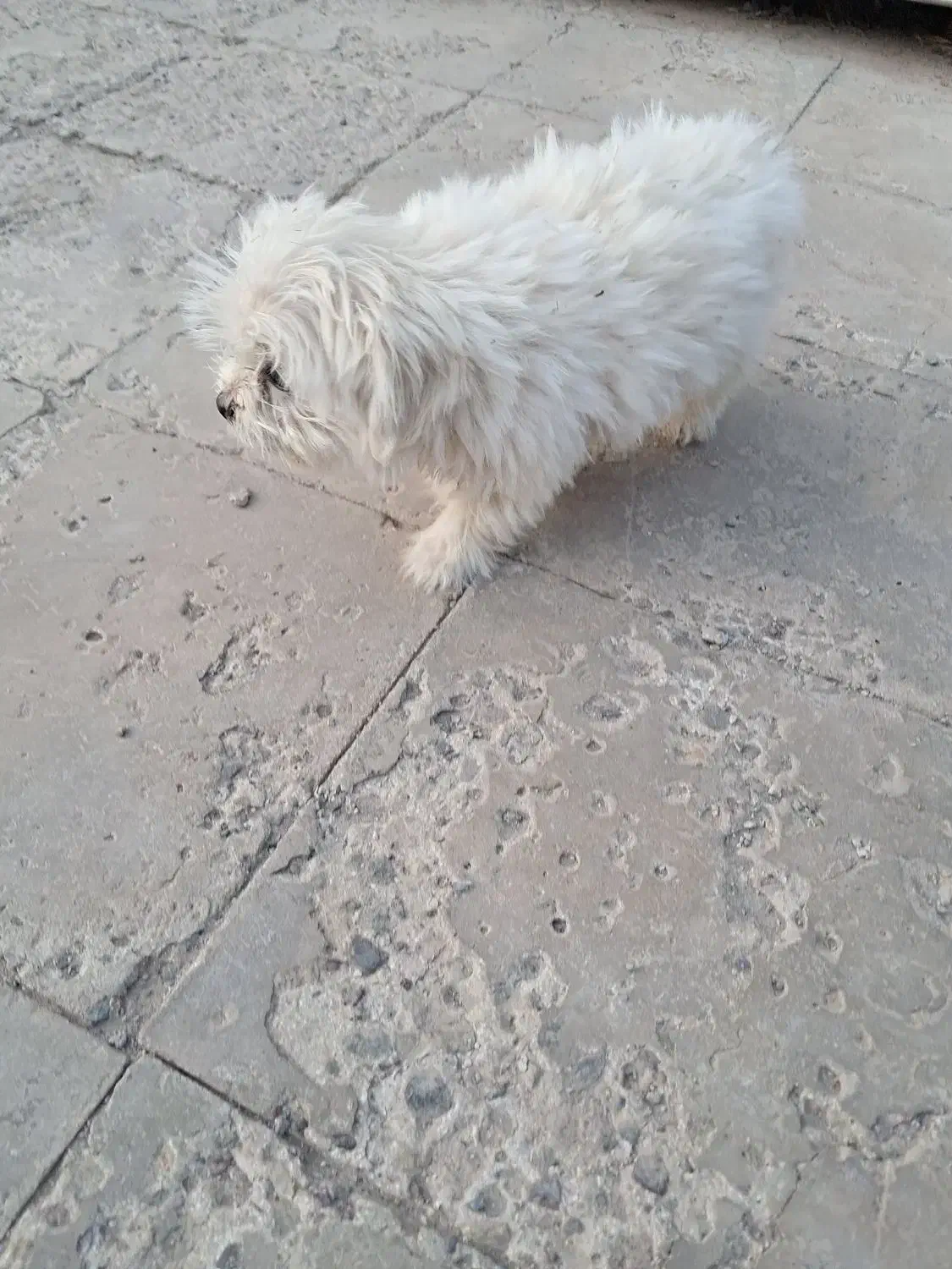 سگ شیتزو|سگ|بم, |دیوار