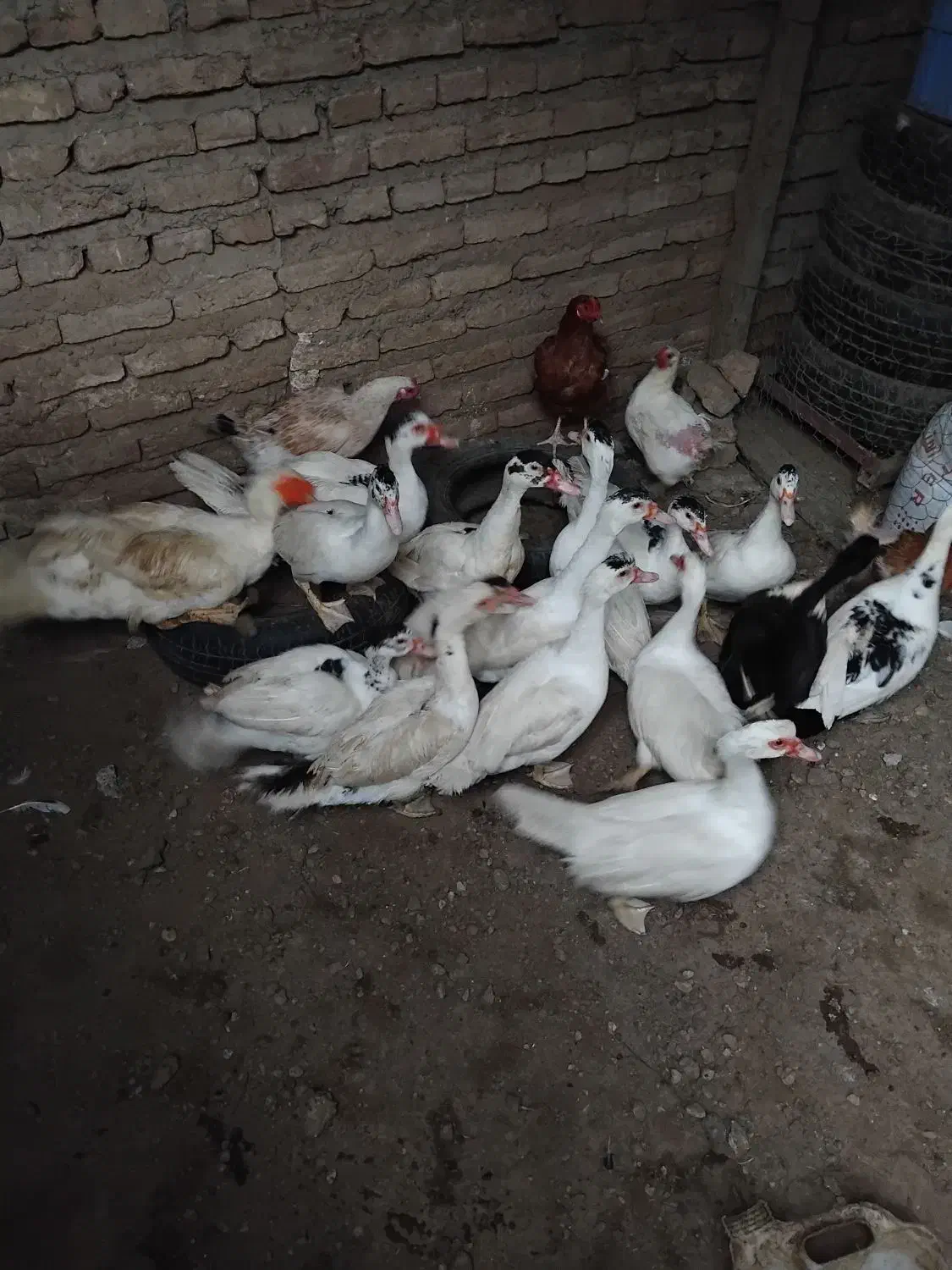 غاز و اردک محلی|حیوانات مزرعه|ساری, |دیوار