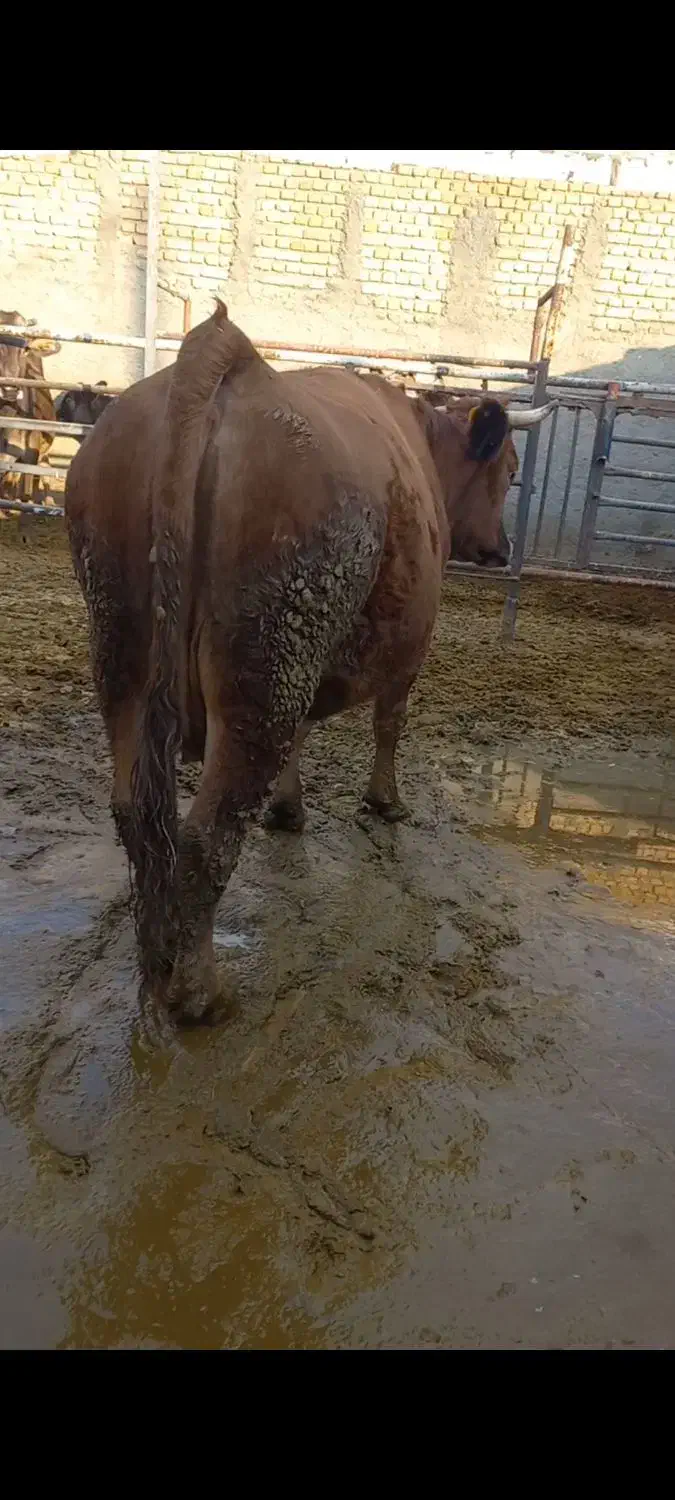 گاوگوشتی.وشیری|حیوانات مزرعه|معصومیه, |دیوار