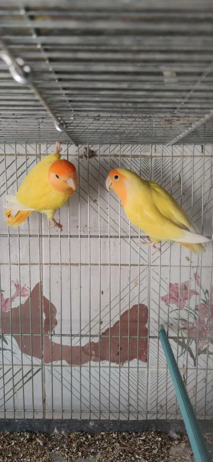 اوپال برزیلی کله نارنجی|پرنده|شیراز, لشکری‎|دیوار