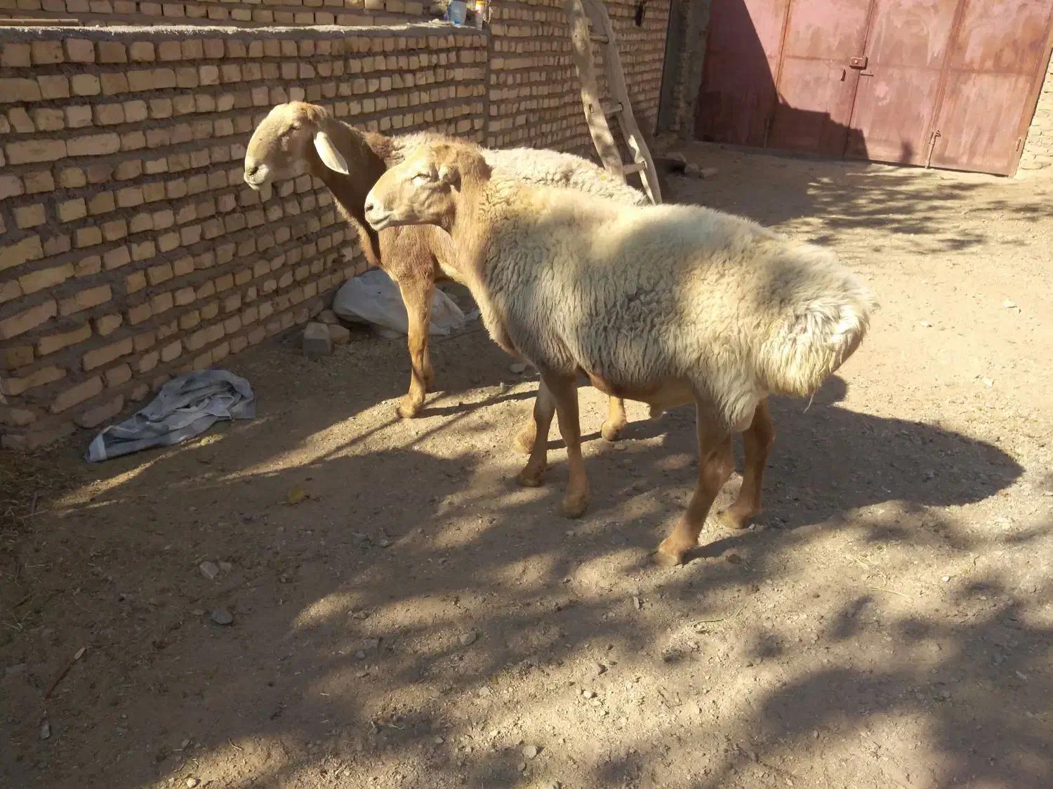 فروش دوراس قوچ چینی به زمانت پرش|حیوانات مزرعه|کوهسرخ, |دیوار