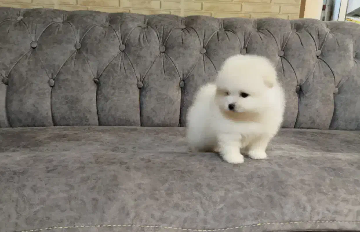 سگ پامرانین خرسی|سگ|مرودشت, بیست متری بیمارستان|دیوار