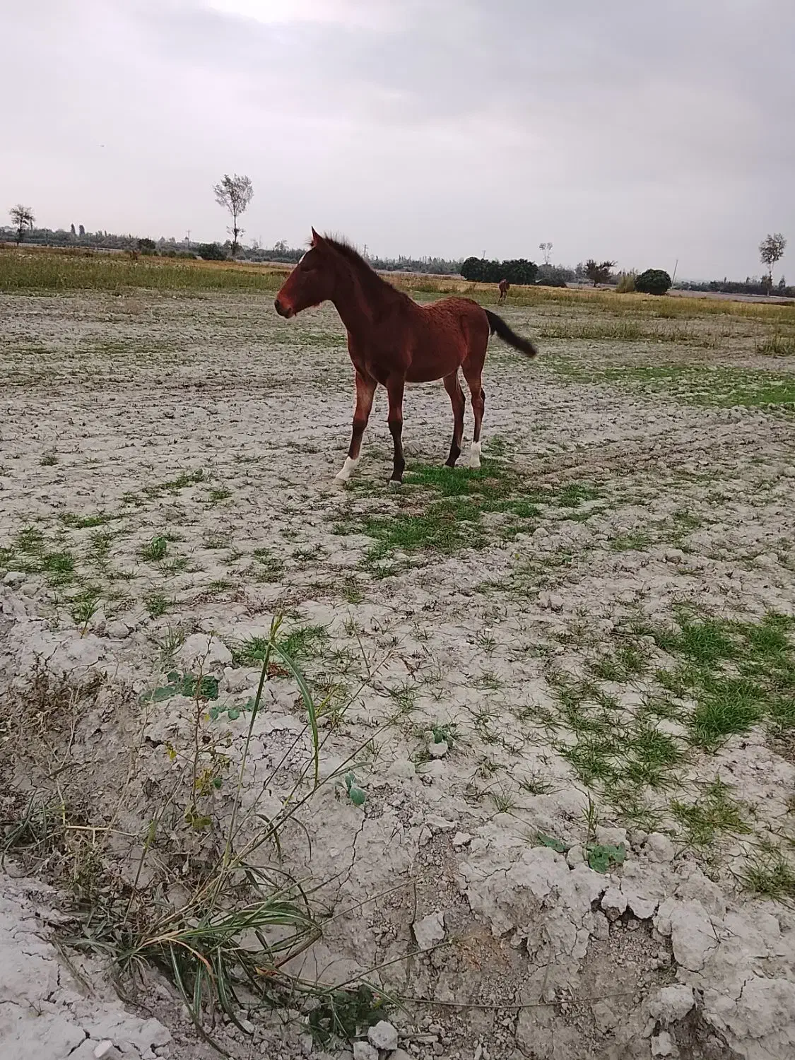 کره یابو|اسب و تجهیزات اسب‌سواری|کردکوی, |دیوار