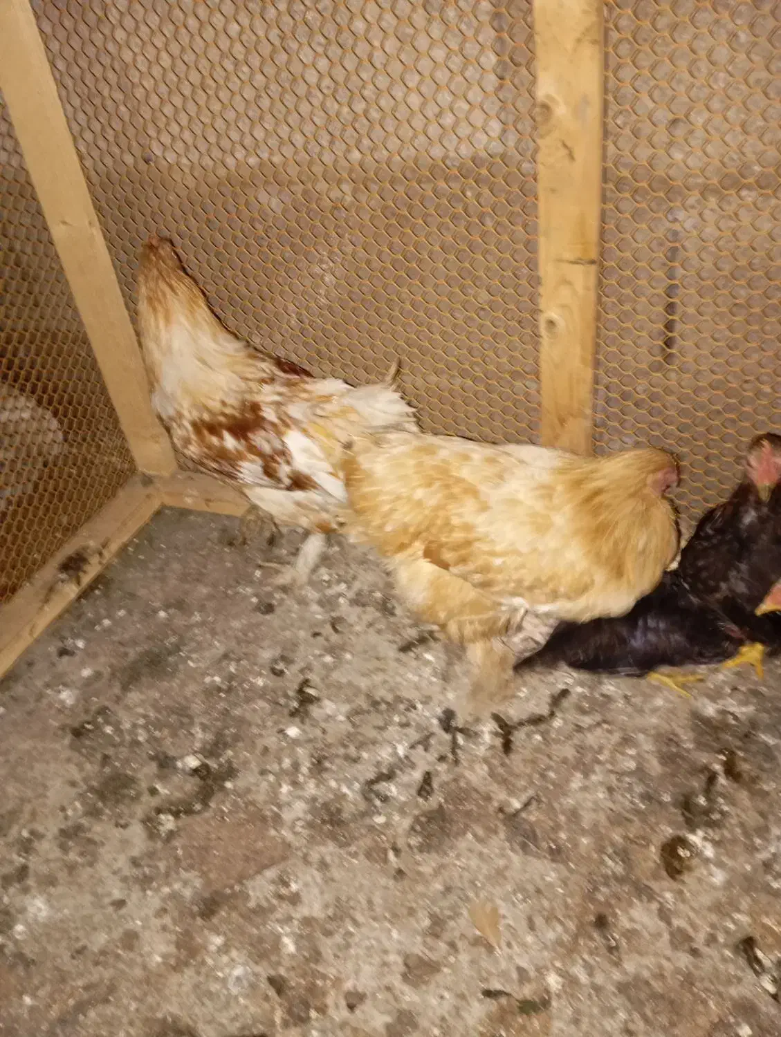 برهما|حیوانات مزرعه|رشت, حومه رشت|دیوار