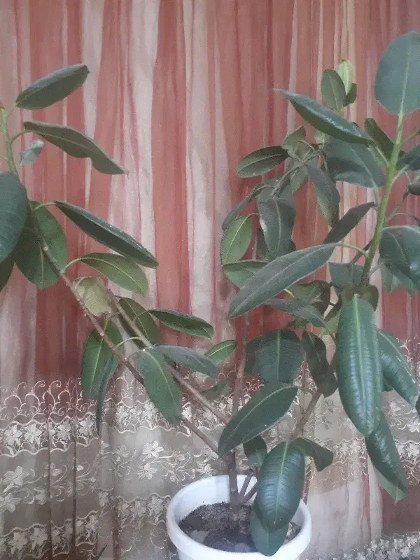 گل فیکوس|گل و گیاه طبیعی|خرم‌آباد, |دیوار