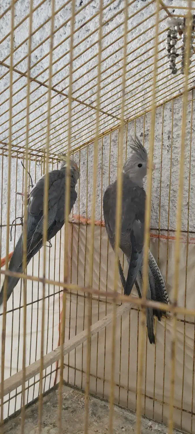 عروس هلندی نر مست مست مست|پرنده|مرودشت, بهارستان|دیوار
