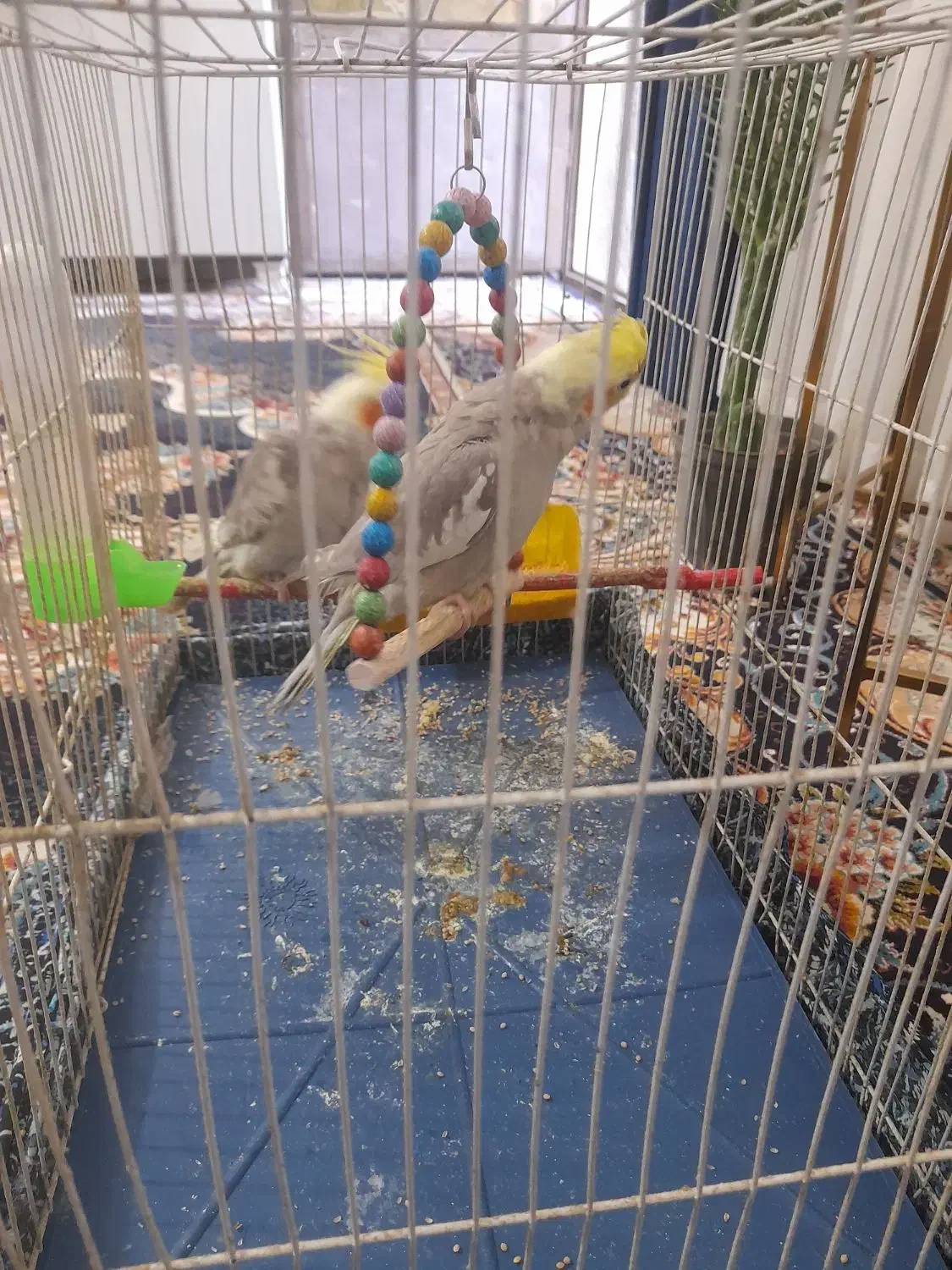 یک جفت عروس هلندی باقفس|پرنده|مشهد, شهید علی محمدی|دیوار