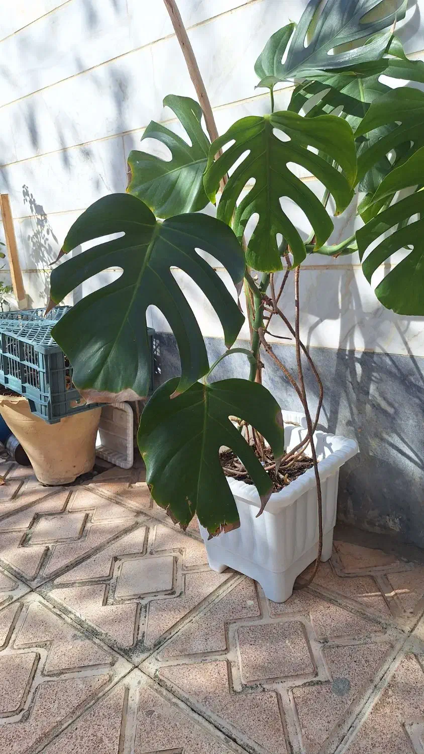 گل برگ انجیلی|گل و گیاه طبیعی|اردبیل, |دیوار